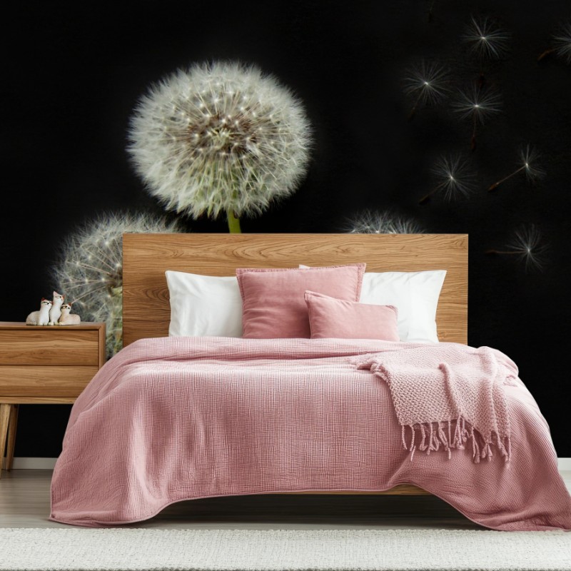 Fototapete zarte löwenzahnköpfe vor schwarzem hintergrund – Wallnifity®