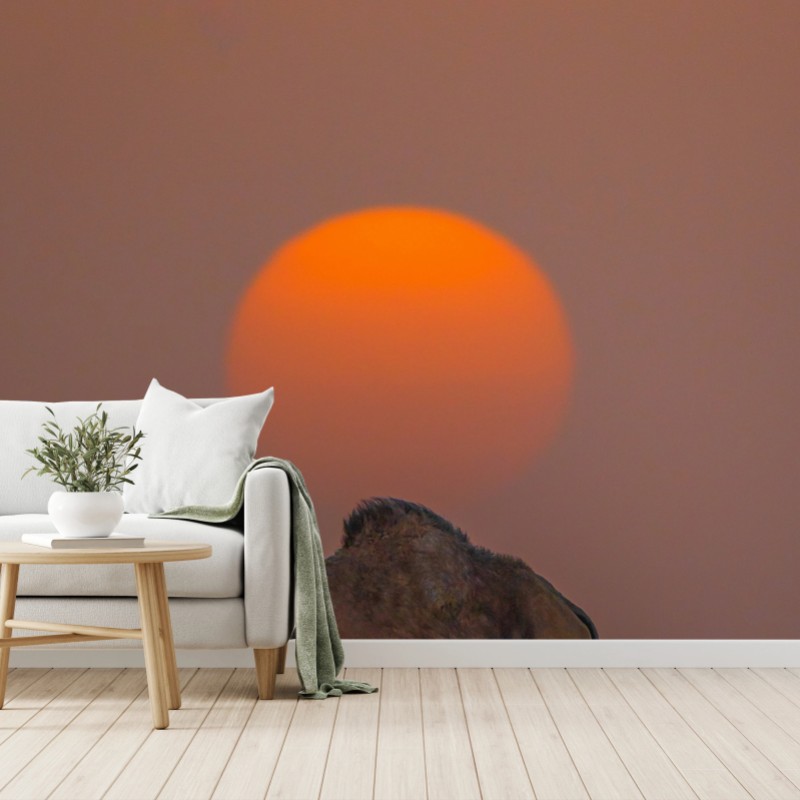 Fototapete kamel vor sonnenuntergang in der wüste – Wallnifity®