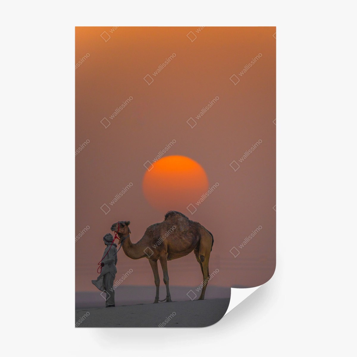 Fototapete kamel vor sonnenuntergang in der wüste – Wallnifity®