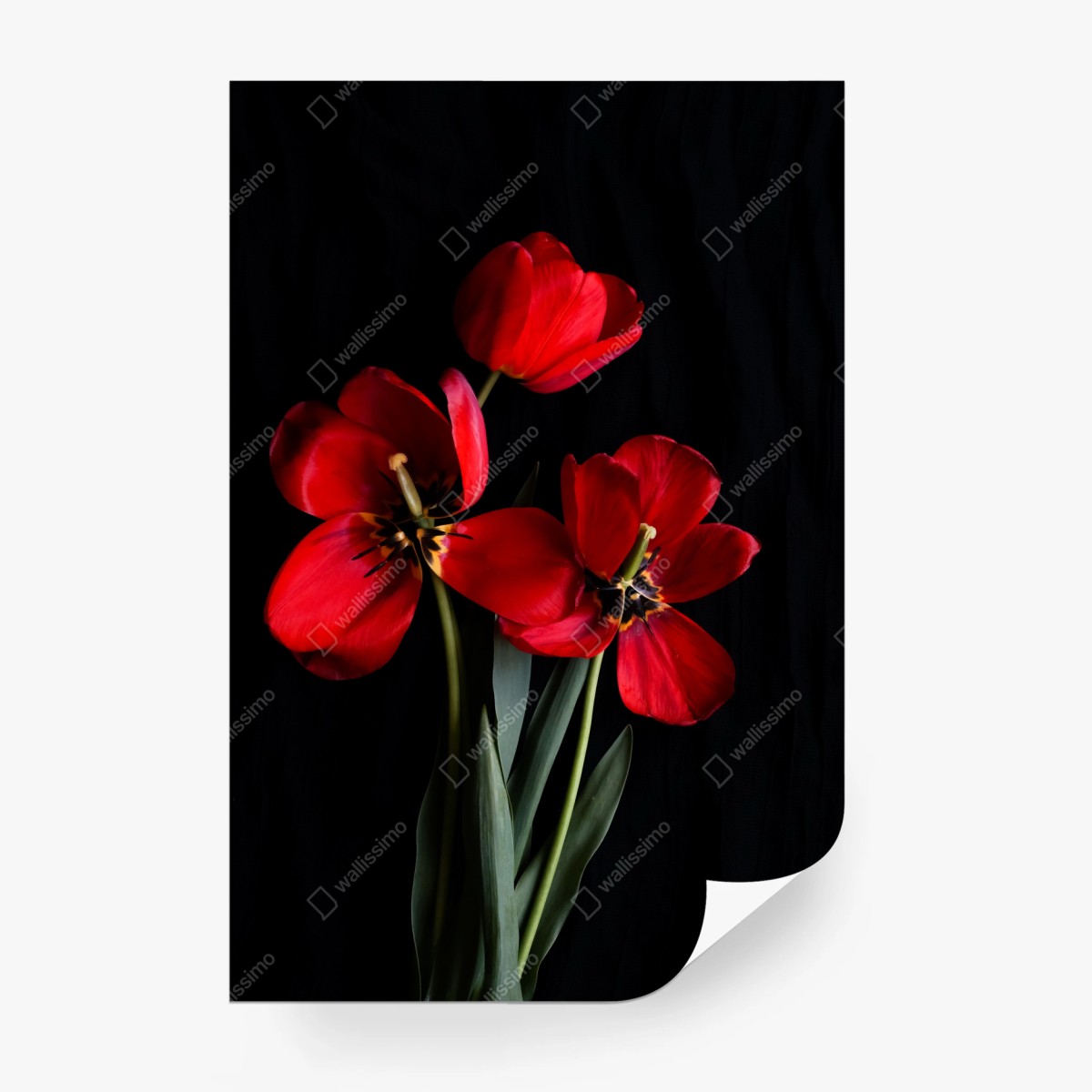 Fototapete drei rote tulpen vor schwarzem hintergrund – Wallnifity®