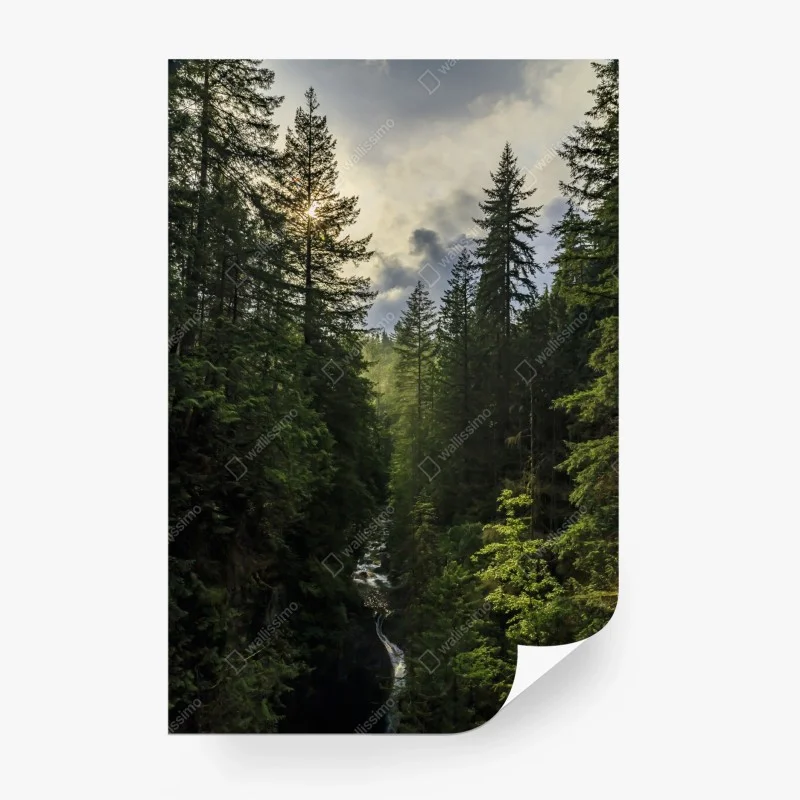 Fototapete nebliger immergrüner wald mit wasserfall