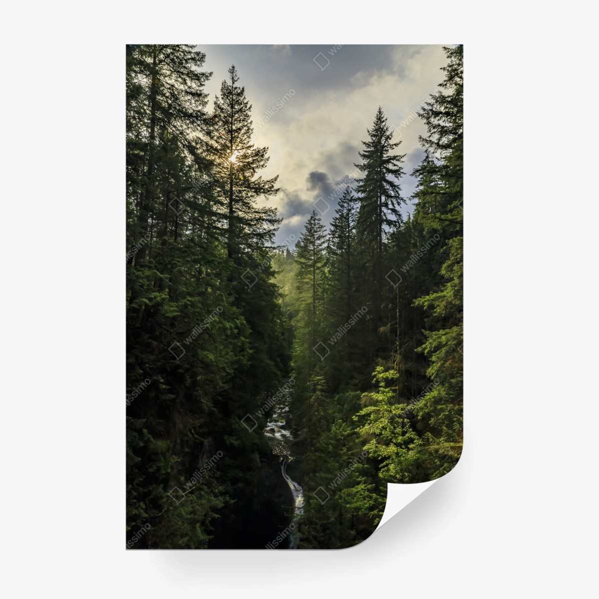 Fototapete nebliger immergrüner wald mit wasserfall – Wallnifity®