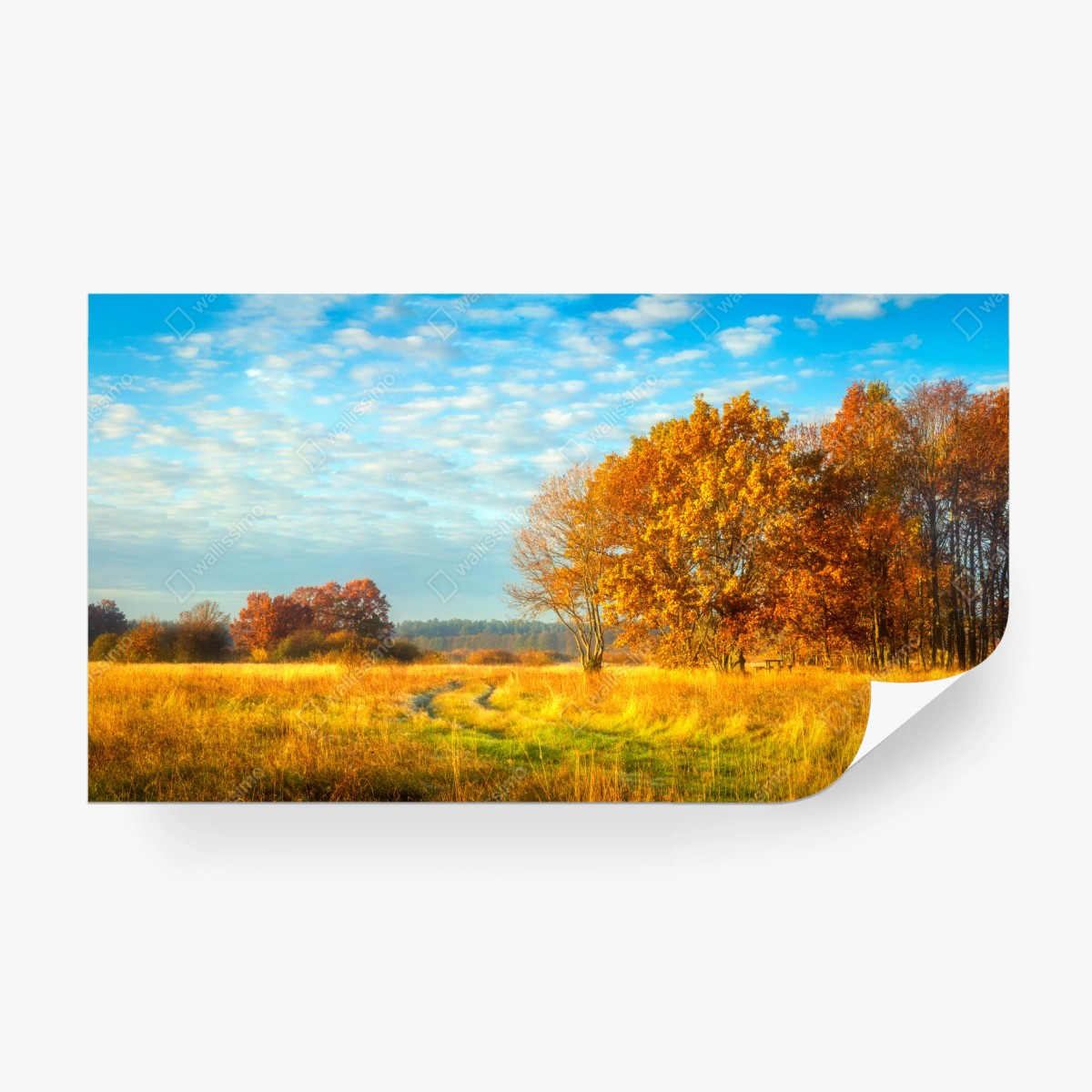 Fototapete goldene herbstwiese – Wallnifity®