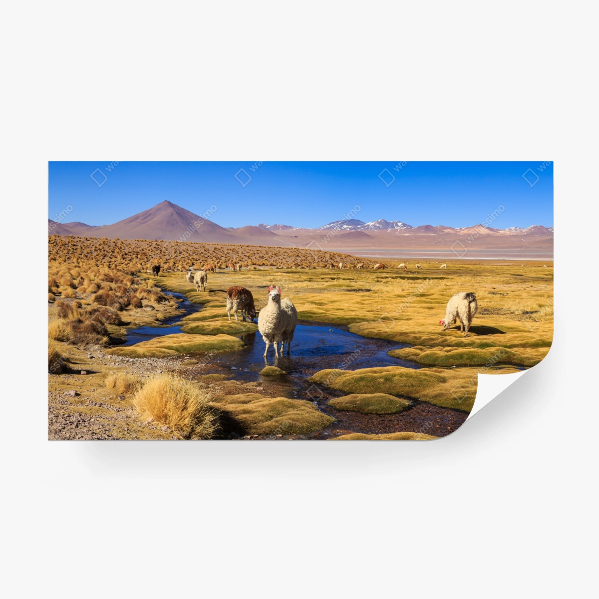 Fototapete lama auf dem altiplano der Anden – Wallnifity®