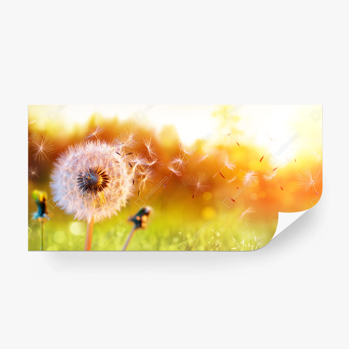 Fototapete goldener löwenzahn im sonnenuntergang – Wallnifity®