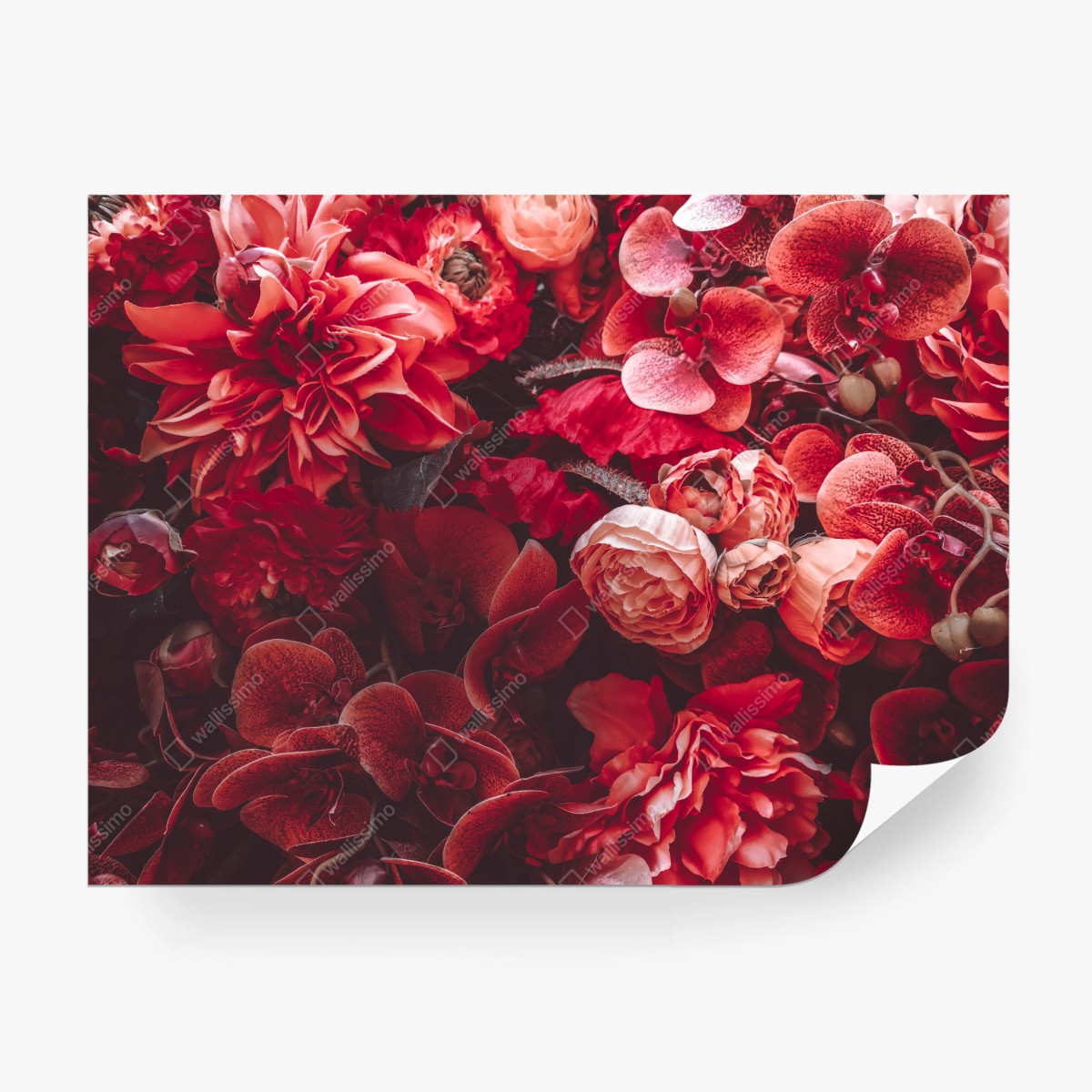 Fototapete prächtiges blütenmeer in tiefroten tönen – Wallnifity®
