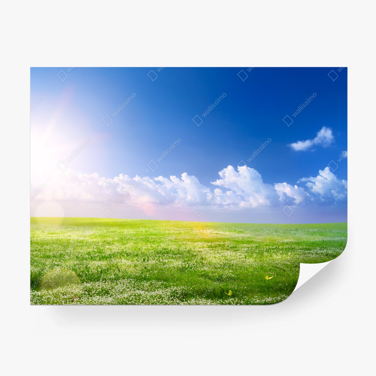 Fototapete sonnige frühlingswiese unter blauem himmel – Wallnifity®