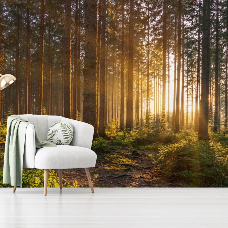 Fototapete sonnenbeschienener waldweg am morgen – Wallnifity®