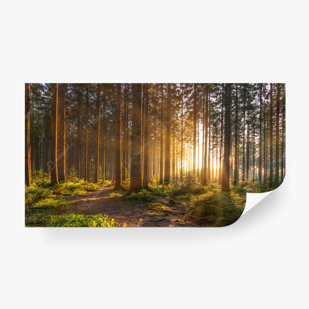 Fototapete sonnenbeschienener waldweg am morgen – Wallnifity®