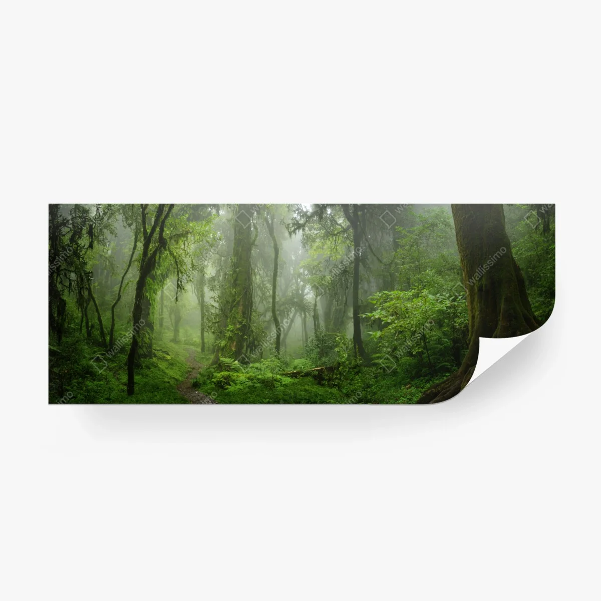 Fototapete nebliger tropischer dschungelpfad – Wallnifity®