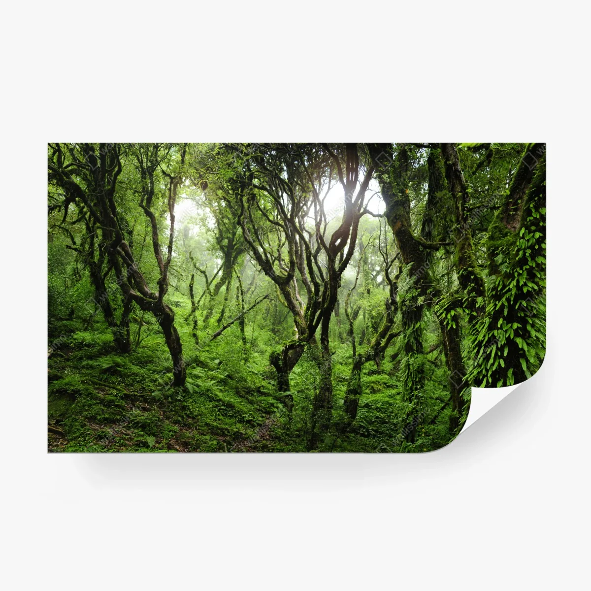 Fototapete mystischer grüner wald – Wallnifity® Fototapete mystischer grüner wald – Wallnifity®