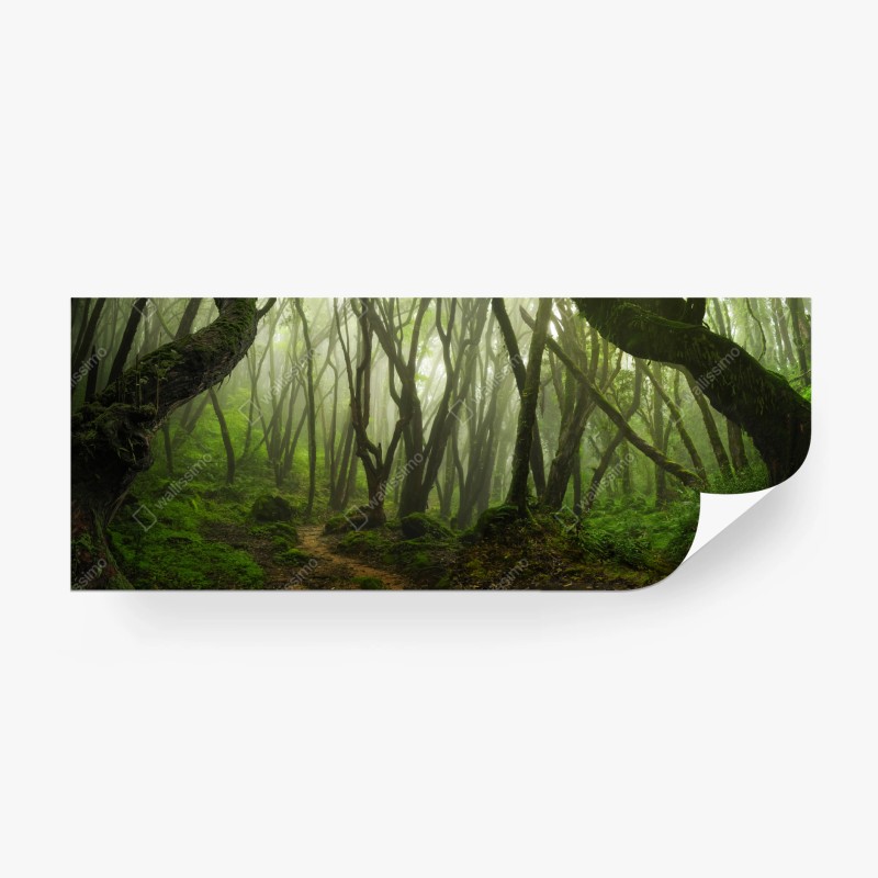 Fototapete grüner waldweg im frühling – Wallnifity®