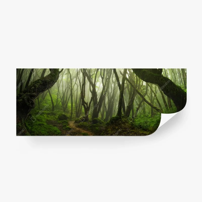 Fototapete nebliger grüner waldpfad