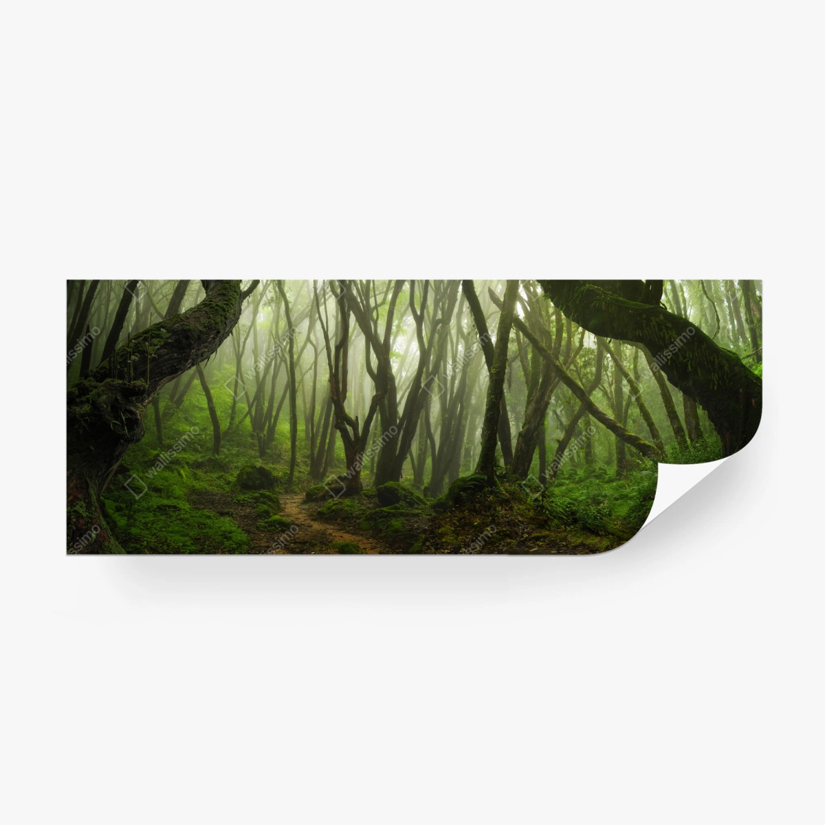 Fototapete nebliger grüner waldpfad – Wallnifity®