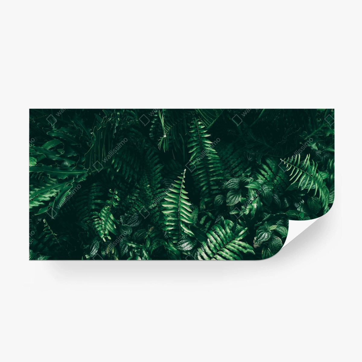 Fototapete üppige tropische grüne blätter – Wallnifity®