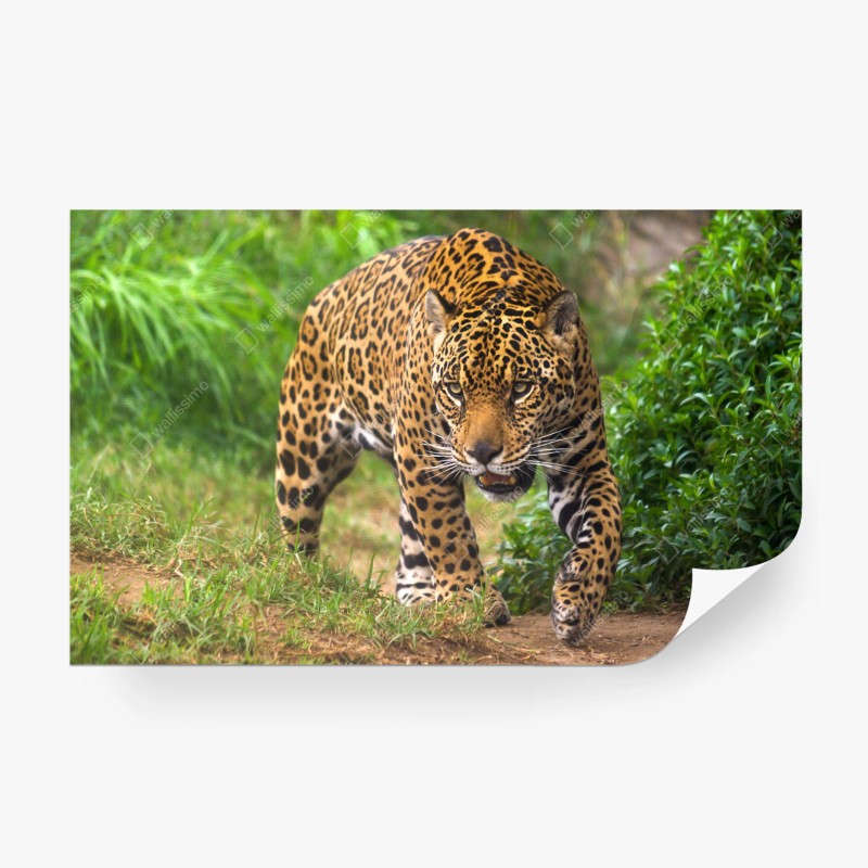 Fototapete majestätischer jaguar in freier wildbahn – Wallnifity®