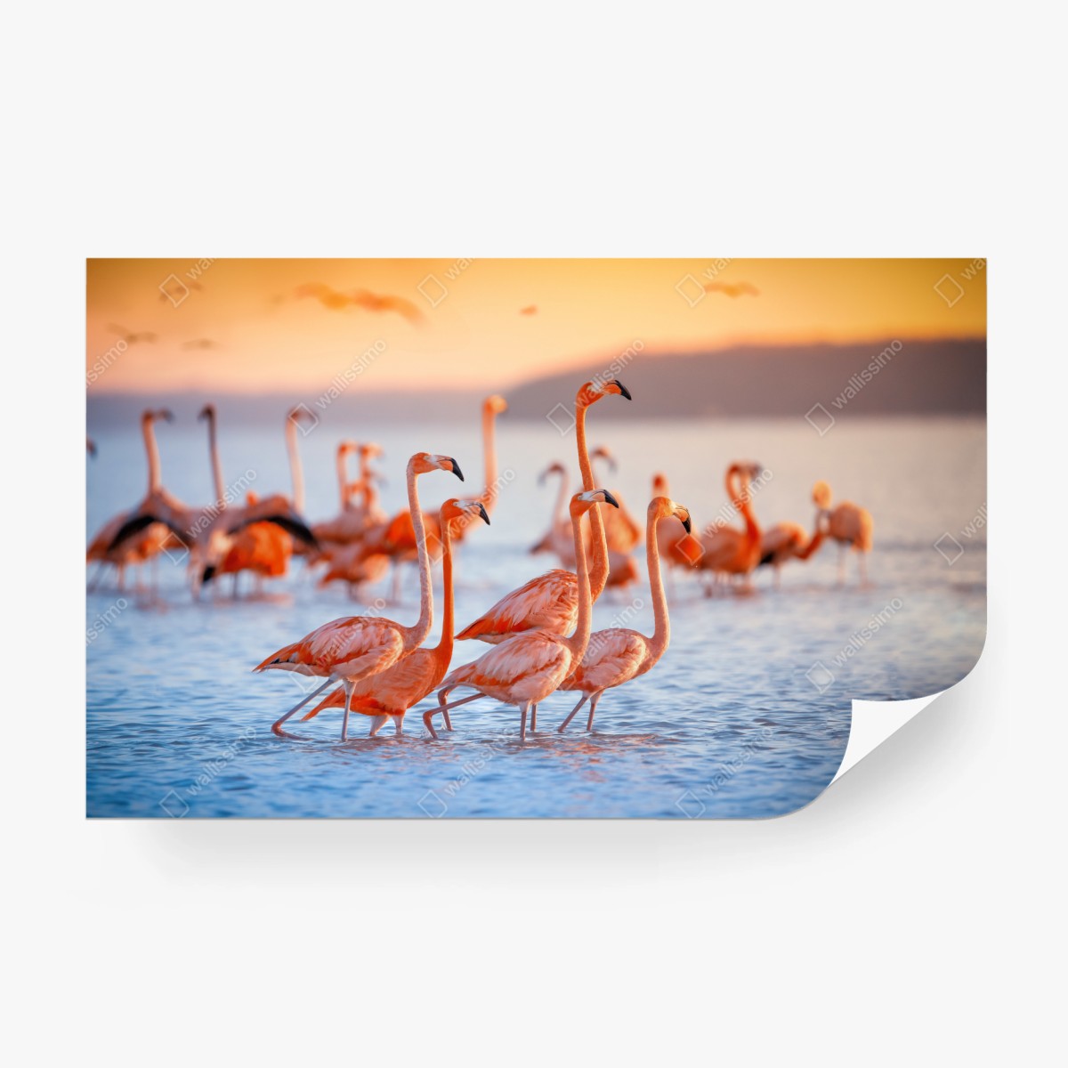 Fototapete rosa flamingos bei sonnenuntergang – Wallnifity®