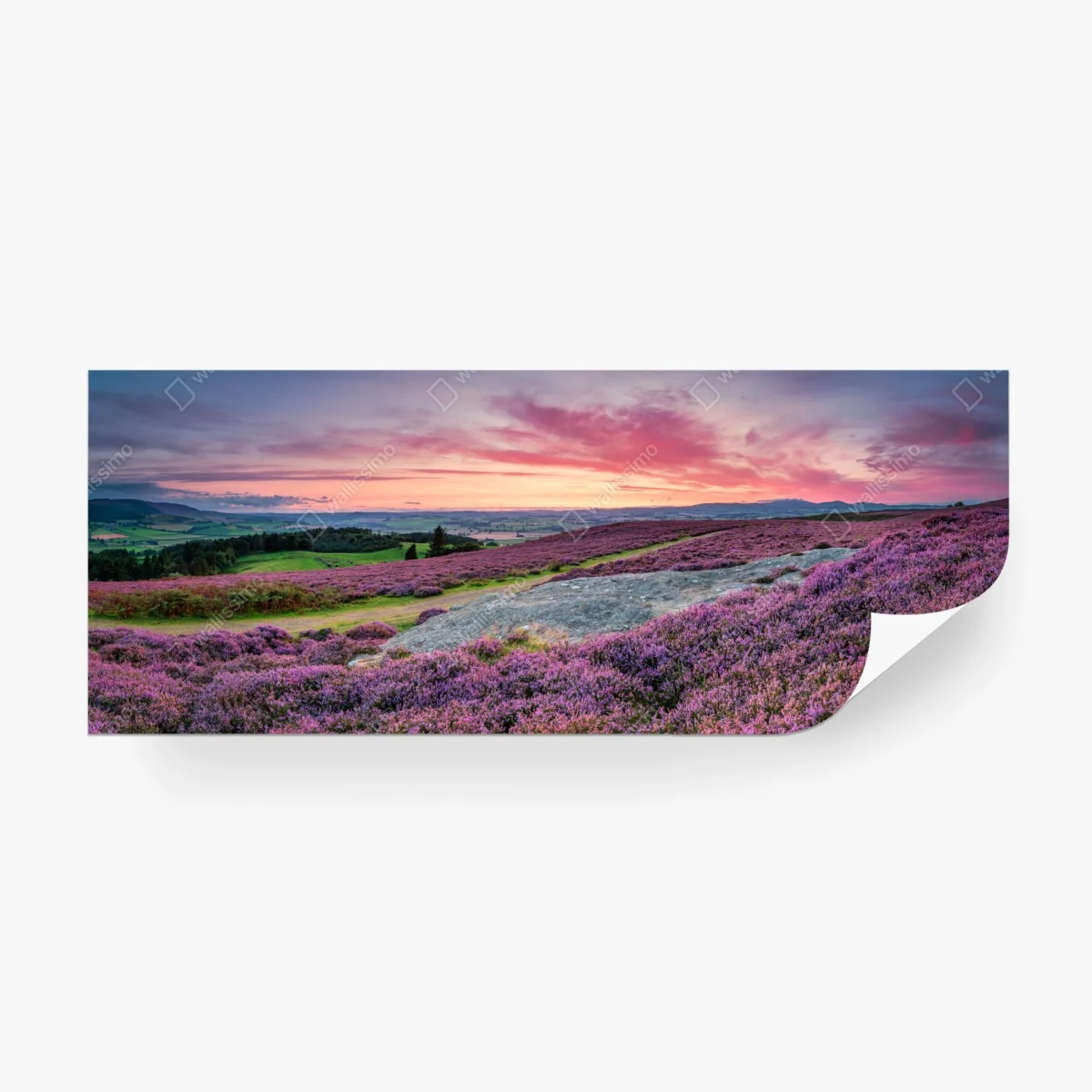 Fototapete violette heideflächen bei sonnenuntergang – Wallnifity® Fototapete violette heideflächen bei sonnenuntergang – Wallnifity®