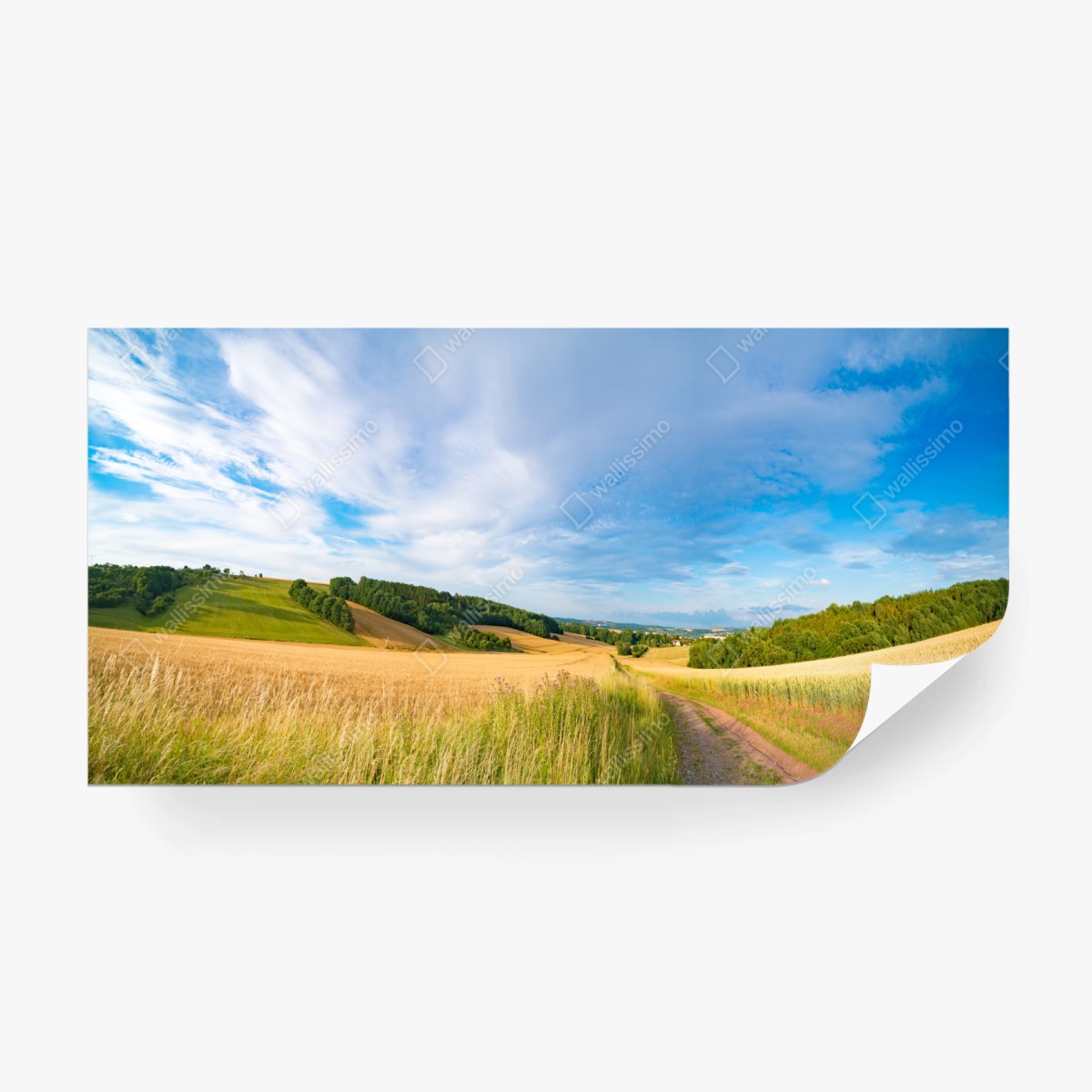 Fototapete morgendliche weizenlandschaft in Kansas – Wallnifity®