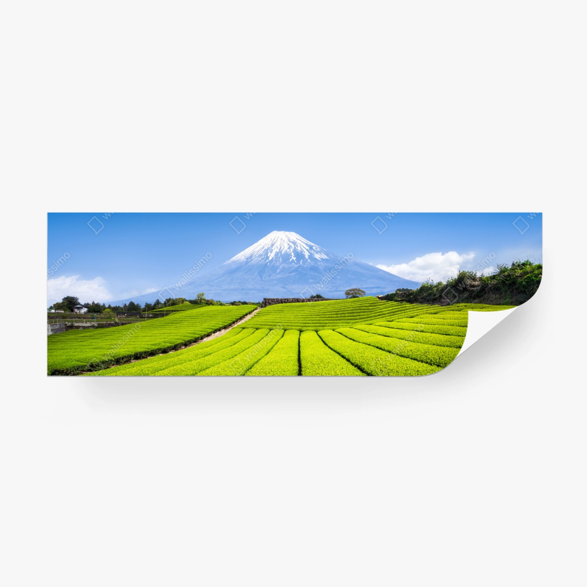 Fototapete üppige teefelder am fuß von Mount Fuji – Wallnifity®
