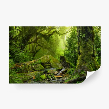 Fototapete moosbedeckter waldbach – Wallnifity®