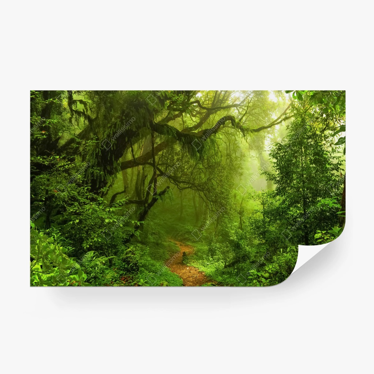 Fototapete üppiger grüner waldpfad – Wallnifity®