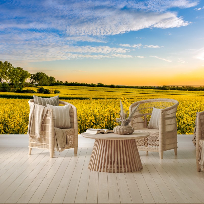 Fototapete sonnenbeschienenes rapsfeld im abendlicht – Wallnifity®