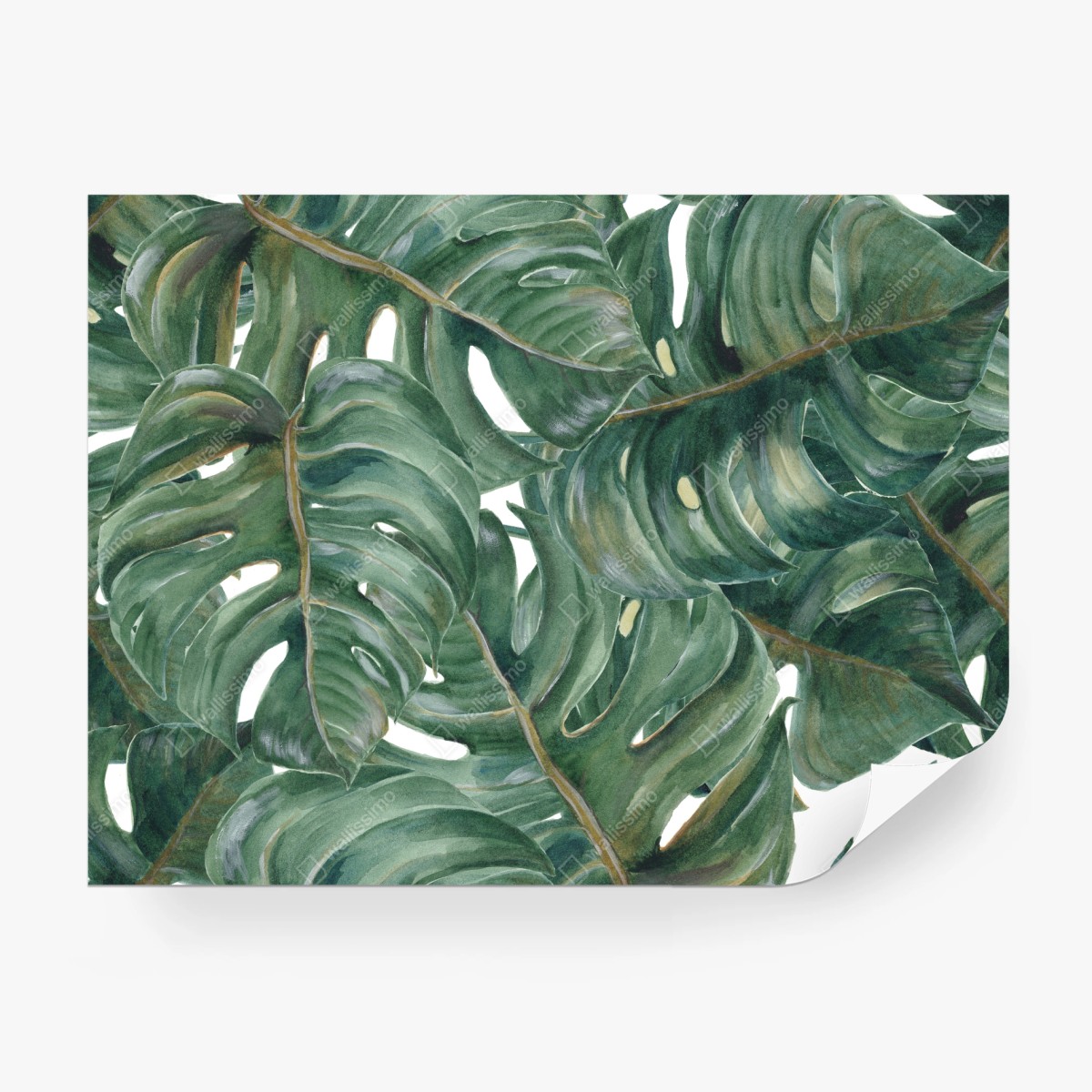 Fototapete monstera blätter in aquarell – Wallnifity®