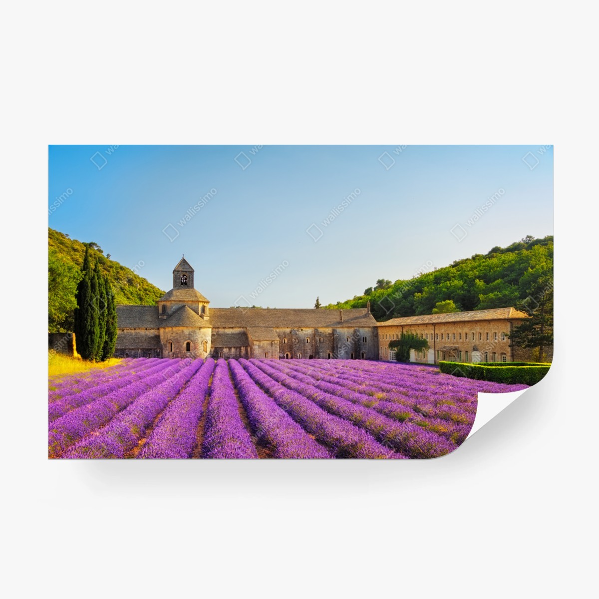 Fototapete lavendelfelder bei Abtei Sénanque, Provence – Wallnifity®