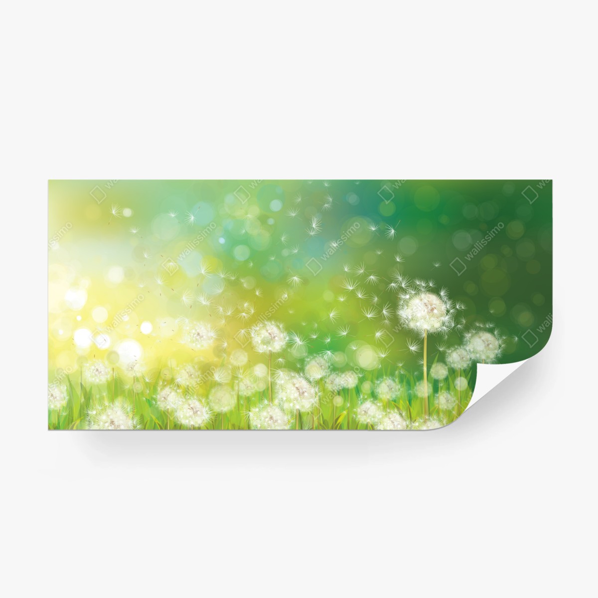 Fototapete frühlingswiese mit löwenzahn – Wallnifity®