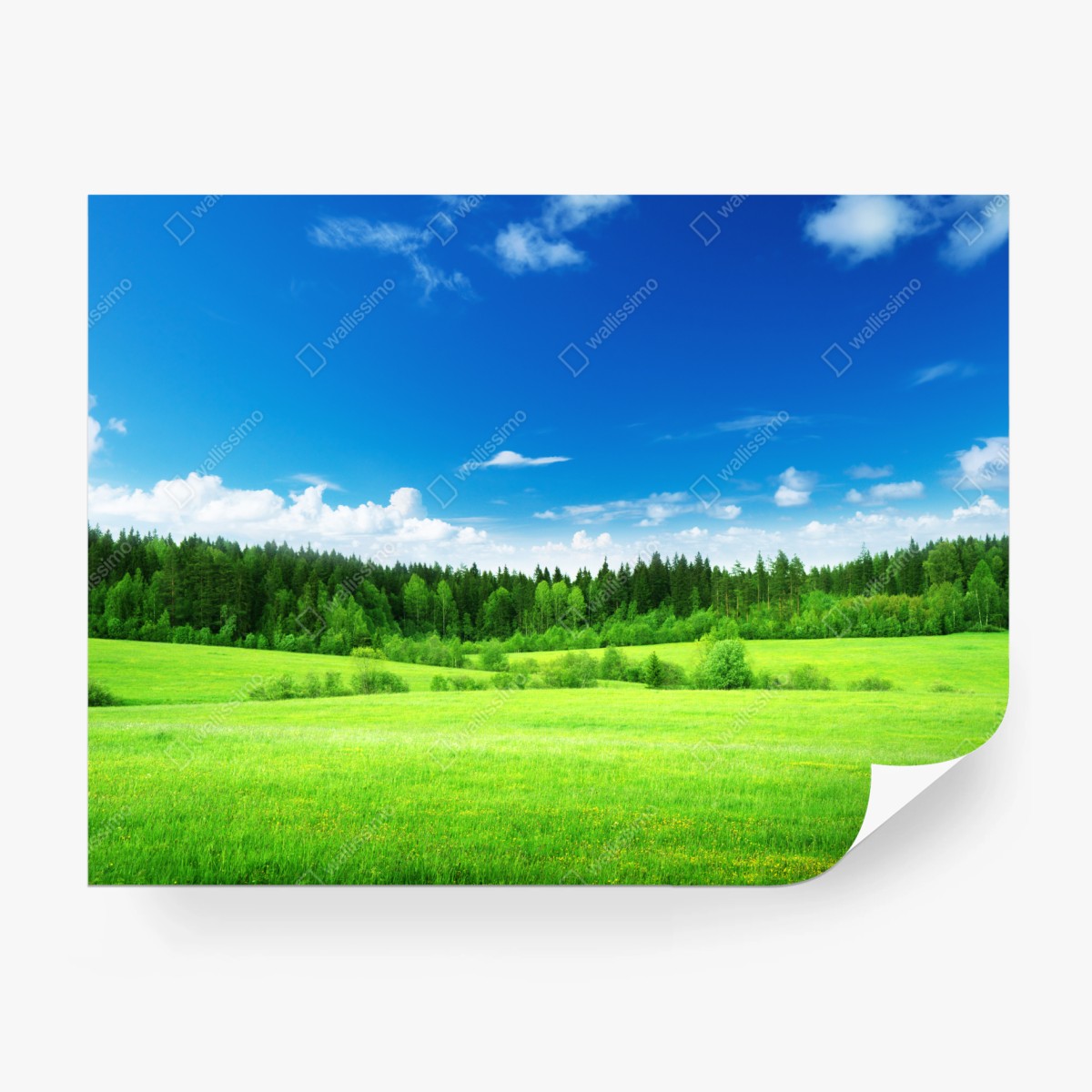 Fototapete frühlingswiese unter blauem himmel – Wallnifity®