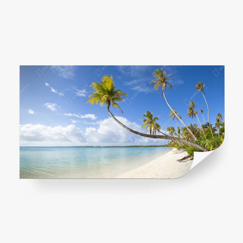 Fototapete sonnenbeschienener waldpfad im grünen – Wallnifity®