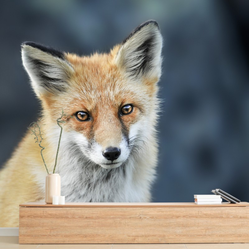 Fototapete rotfuchs nahaufnahme – Wallnifity®