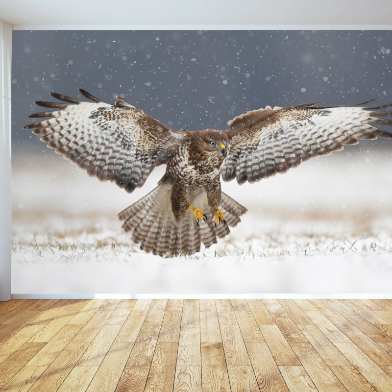 Fototapete mäusebussard landet im schnee – Wallnifity®