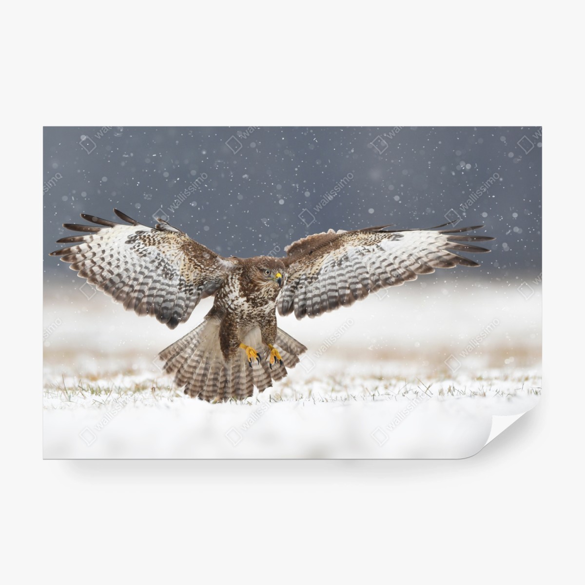 Fototapete mäusebussard landet im schnee – Wallnifity®