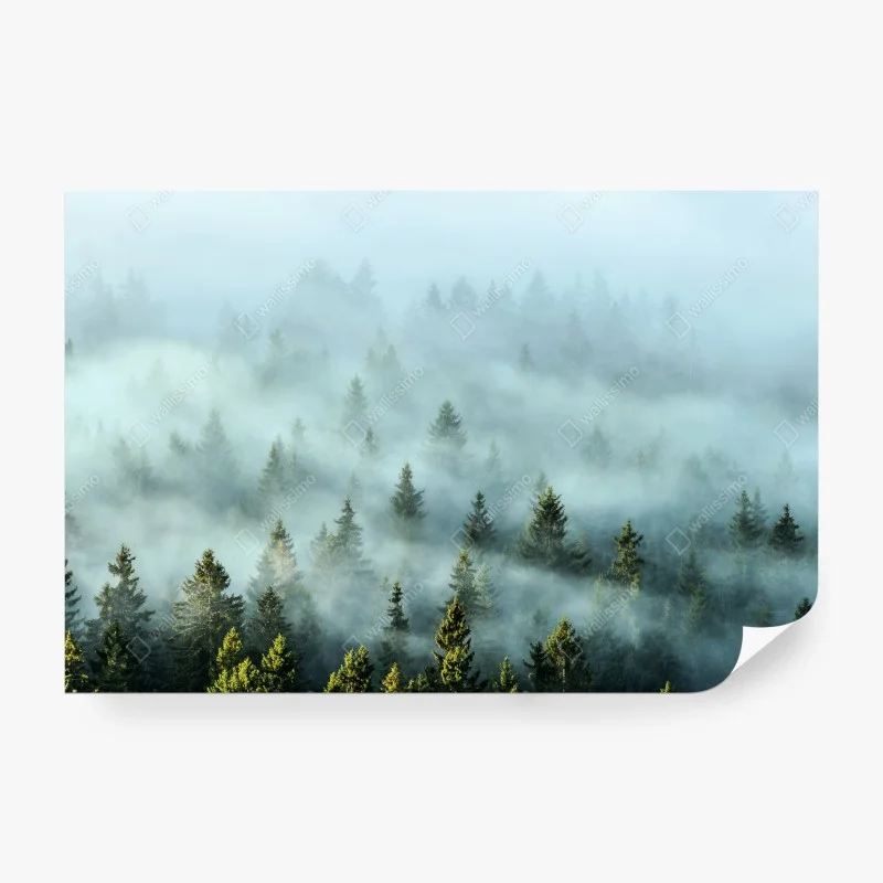 Fototapete nebliger fichtenwald am morgen