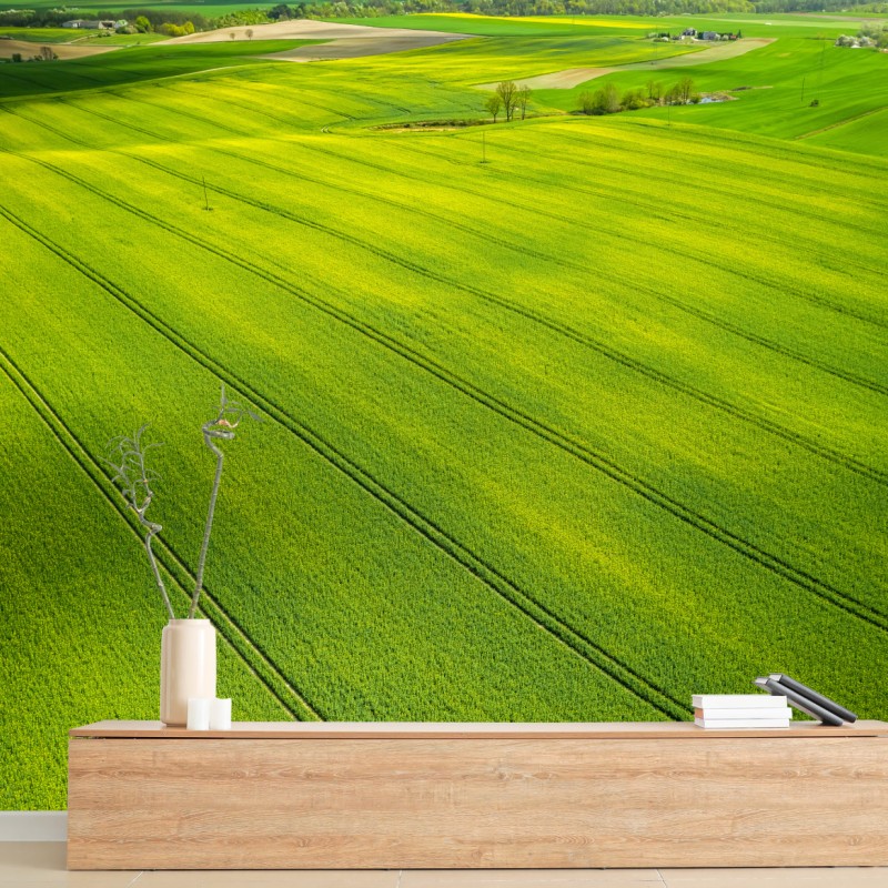 Fototapete goldene rapsfelder aus der vogelperspektive – Wallnifity®