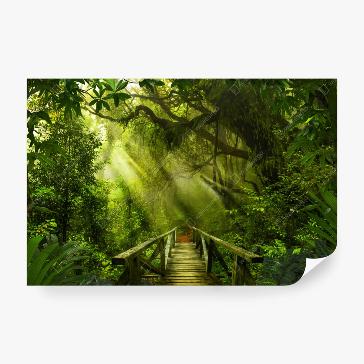 Fototapete sonnenbeschienener waldweg – Wallnifity®