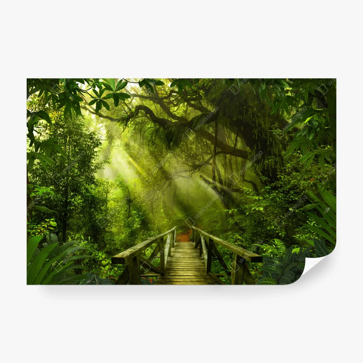 Fototapete sonnenbeschienener waldweg – Wallnifity®