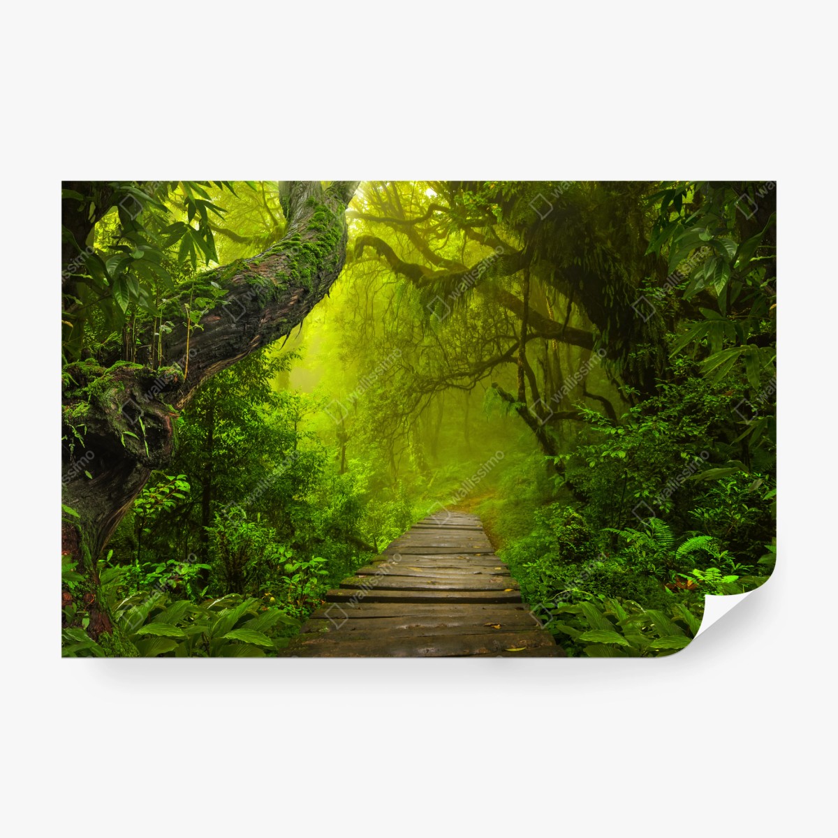 Fototapete mystischer grüner waldpfad – Wallnifity®