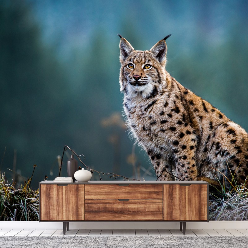 Fototapete majestätischer luchs in natürlichem habitat – Wallnifity®