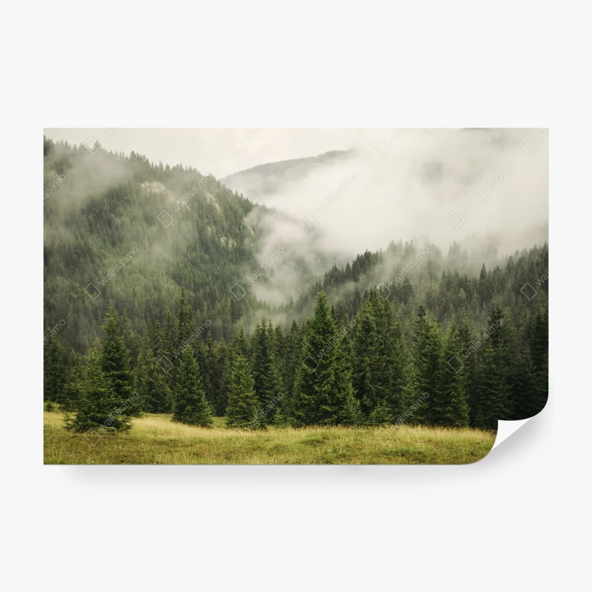 Fototapete nebeliger nadelwald – Wallnifity®
