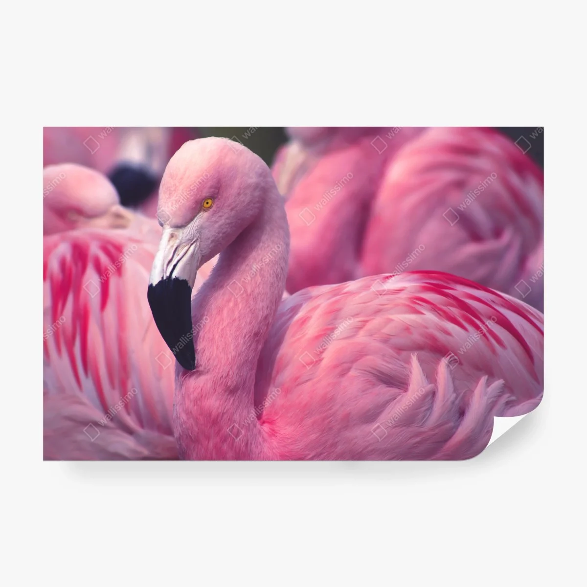Fototapete rosa flamingo-porträt – Wallnifity® Fototapete rosa flamingo-porträt – Wallnifity®