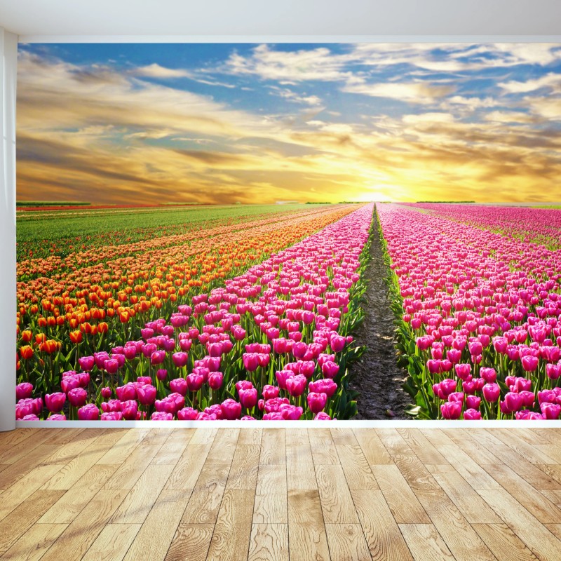 Fototapete sonnenaufgang über tulpenfeldern in den Niederlanden – Wallnifity®