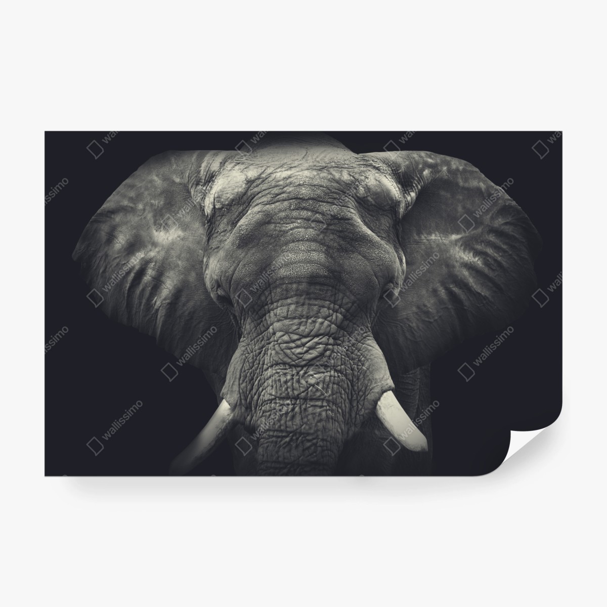 Fototapete majestätisches elefantenportrait in monochrom – Wallnifity®
