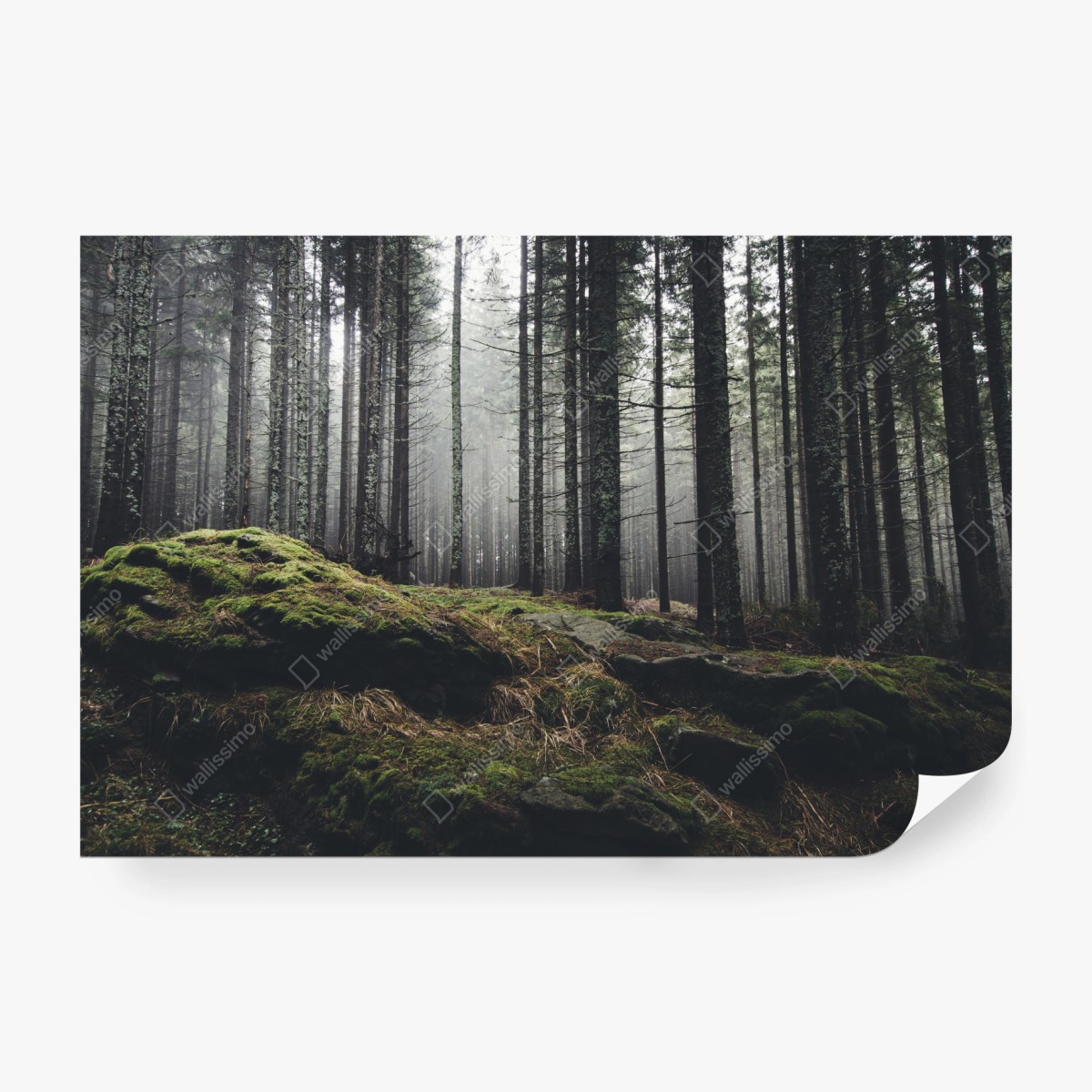 Fototapete nebliger moosbedeckter wald – Wallnifity®