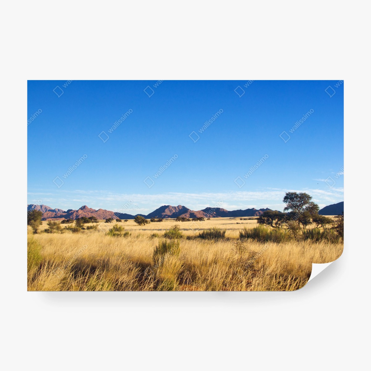 Fototapete ruhige savannenlandschaft unter klarem blauem himmel – Wallnifity®
