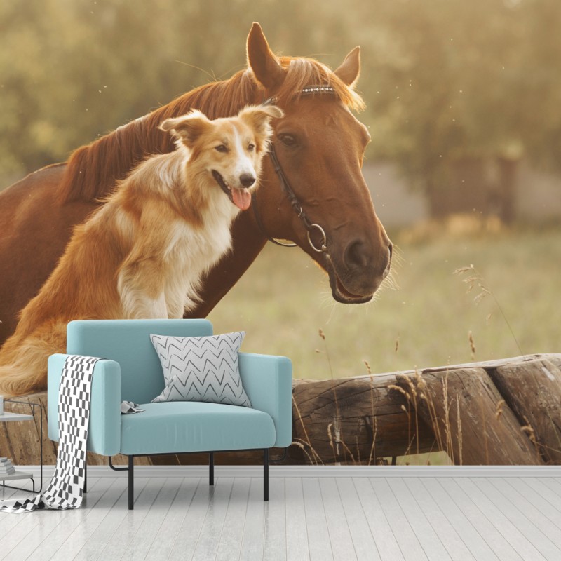 Fototapete sonnige gefährten: hund und pferd – Wallnifity®