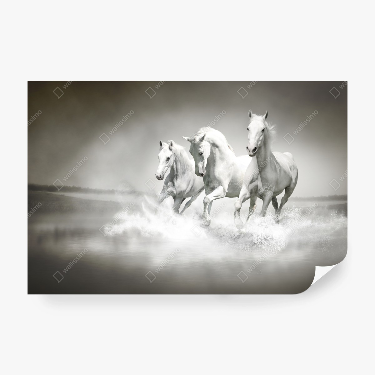 Fototapete drei weiße pferde im galopp durch wasser – Wallnifity®