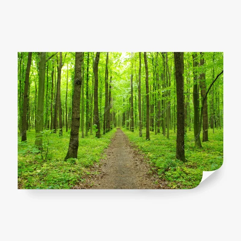 Fototapete ruhiger grüner waldweg – Wallnifity®
